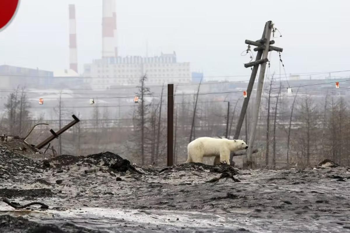 Other casualties of Putin’s war in Ukraine: Russia’s climate goals and science